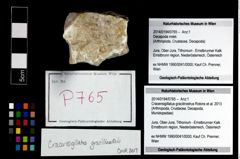 Foto (Objekt + Etikett) von Cracensigillatus gracilirostrus (Robins et al., 2013)  (NHMW-GEO-2014-0194-0765)